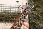 Masai giraffe *