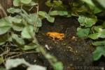 Golden mantella