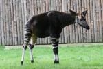 Okapi