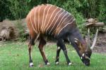 Eastern bongo