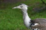 Kori bustard
