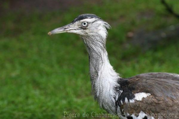 Kori bustard