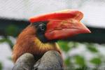 Northern rufous hornbill