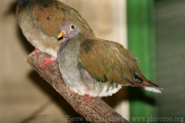 Jambu fruit-dove