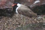 Vogelpark Bobenheim-Roxheim