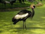 Black crowned-crane