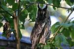 Northern long-eared owl