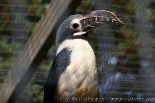 Visayan tarictic hornbill