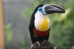 Channel-billed toucan