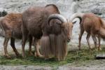 Aoudad