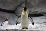 King penguin