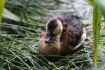 Wandering whistling-duck