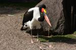 Saddlebill stork