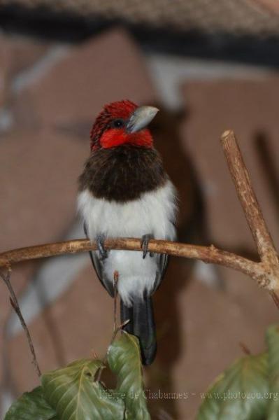 Brown-breasted barbet