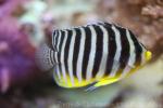 Barred angelfish