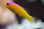 Diadem dottyback