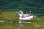 Common murre