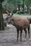 Barbary deer