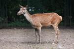 Barbary deer