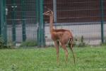 Southern gerenuk