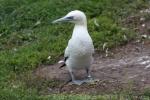 Northern gannet