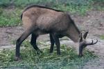 Alpine chamois