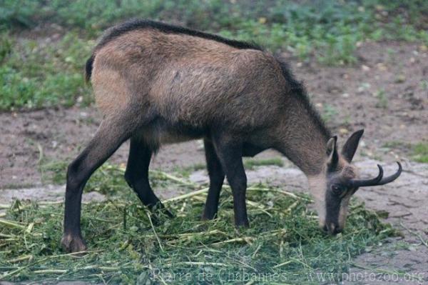 Alpine chamois