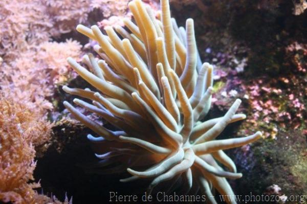 Giant caribbean anemone