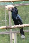 Silvery-cheeked hornbill