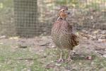 Northern bobwhite