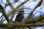 Slate-coloured solitaire