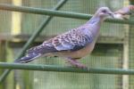 Oriental turtle-dove