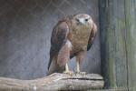 Steppe buzzard