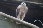 Steppe buzzard