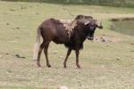 Black wildebeest