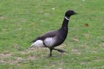 Alaskan black brant