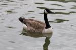 Atlantic Canada goose