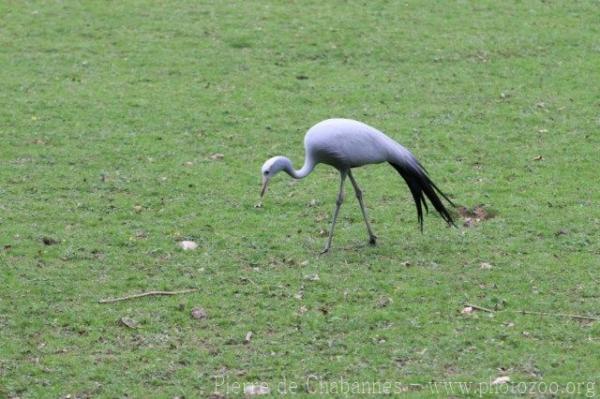 Blue crane