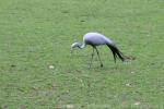 Blue crane