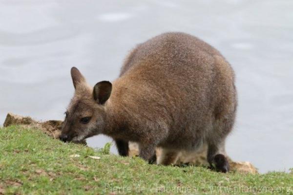 Red-necked wallaby