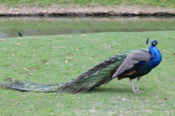 Indian peafowl