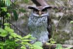 Spot-bellied eagle-owl