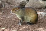 Black-rumped agouti