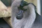 Lion-tailed macaque