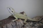 North-west bearded dragon