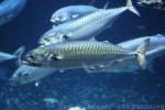 Atlantic mackerel