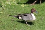 Northern pintail