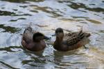 American Wigeon