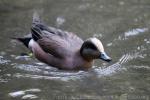 American Wigeon