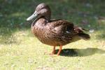 Meller's duck